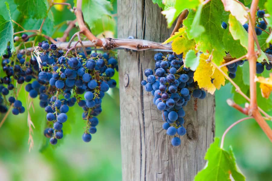 Mornington Peninsula Winery Bus Tour with Lunch & Wine - Getting from Melbourne: pickup, timing, and comfort