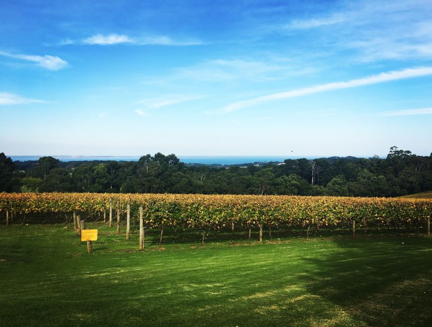 Mornington Peninsula Winery Bus Tour with Lunch & Wine - Lunch with wine: what makes the meal part of the day