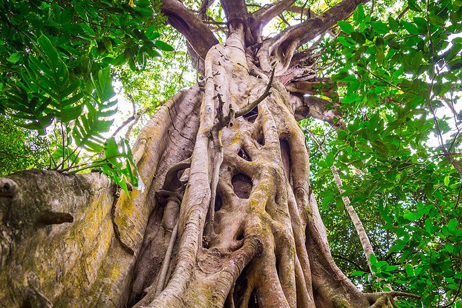 Mossman Gorge Adventure Day - Snorkeling gear and what you should bring