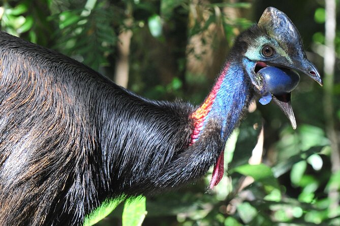 Mossman Gorge Daintree Experience Small Groups - Entering the Gorge: Shuttle Time, an Easy Walk, and Time to Cool Off