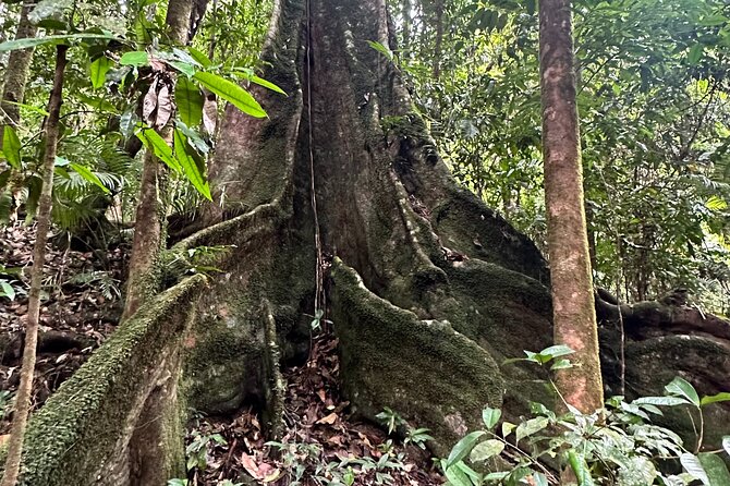 Mossman Gorge Daintree Experience Small Groups - Crocodiles, Flora, and the Guide’s Role (Especially When Names Like Simon or Karlos/Carlos Show Up)