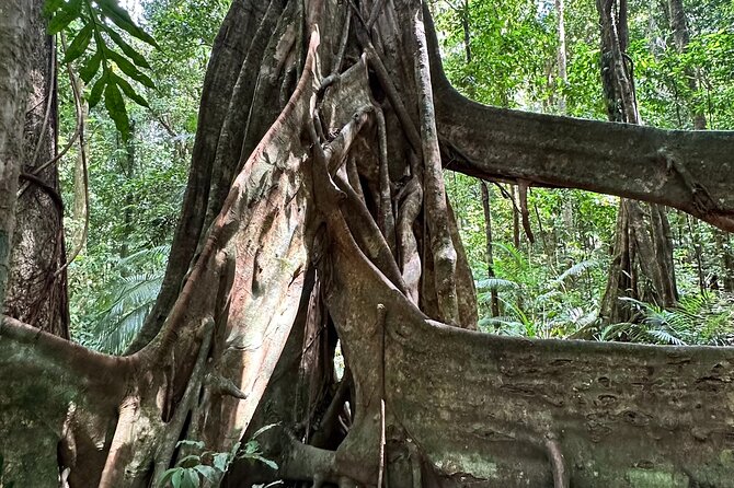 Mossman Gorge Daintree Experience Small Groups - Rex Lookout on the Return: Final Coral-Sea Views for Your Photo Roll