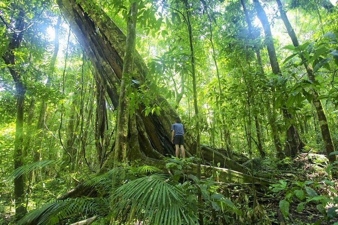 Mossman Gorge Daintree Experience Small Groups - Daintree Region Stop: Village Views, Then Lunch at the Tea House