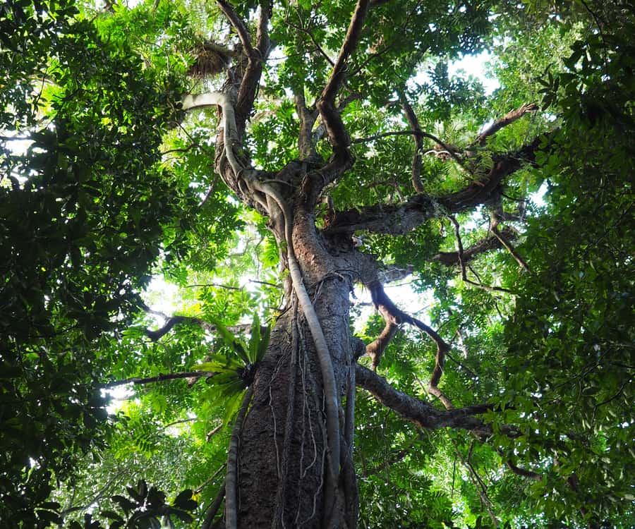 Mossman Gorge: Day Tour with River Drift Experience - Price and value: what $191 buys you in a 9.5-hour day