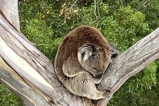 Mount Eccles Volcano – Budj Bim National Park - How the tour connects the volcano to Indigenous history