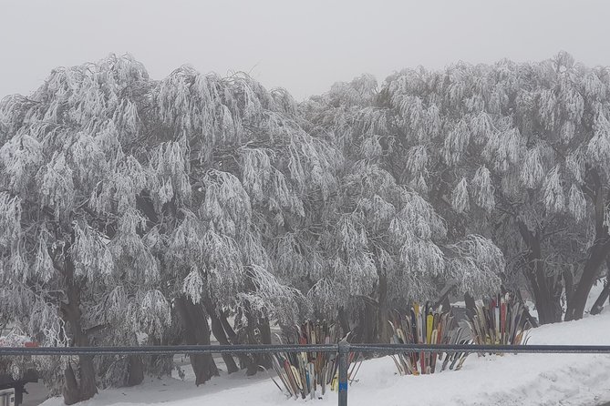 Mt Buller Day Trip from Melbourne - Should you book this Mt Buller day trip?