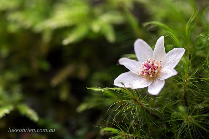Mt Field and Styx Valley Photography Tour - Mount Field gets a real photography focus with Luke O’Brien
