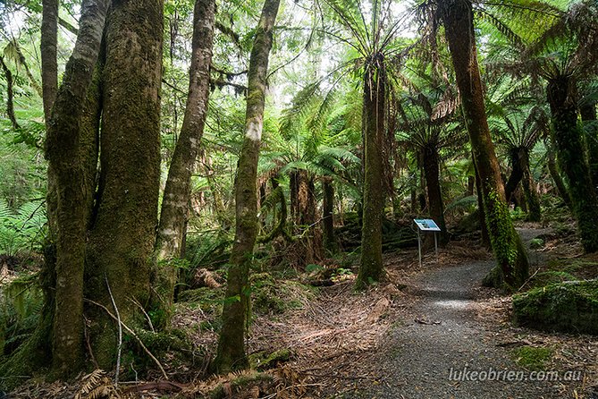Mt Field and Styx Valley Photography Tour - Russell Falls: waterfall shooting time in Mt Field National Park