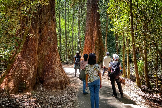 Mt Field National Park and Russell Falls from Hobart - Tall Trees Trail: walking in the canopy of giant swamp gums