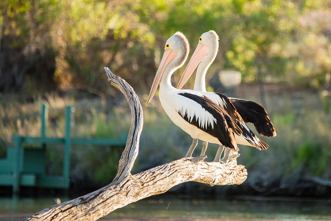 Murray River Day Trip from Adelaide Including Lunch Cruise aboard the Proud Mary - Why the Murray River day trip feels easier than DIY
