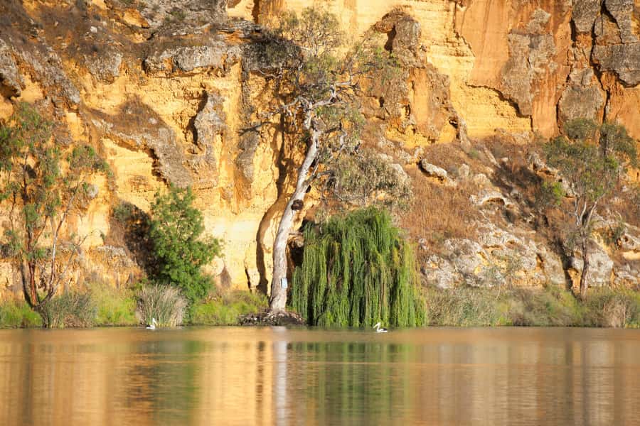 Murray River Highlights and Luncheon Cruise - Proud Mary on the Murray: what the 2-course lunch cruise is really like