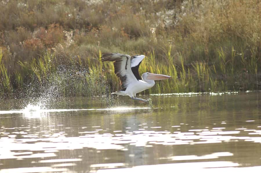 Murray River Highlights and Luncheon Cruise - Adelaide to the Murray: how the live commentary makes the drive useful