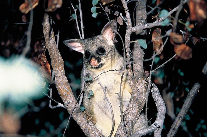 Natural Bridge Glow Worm Night Tour from Gold Coast - Key things to know before you go