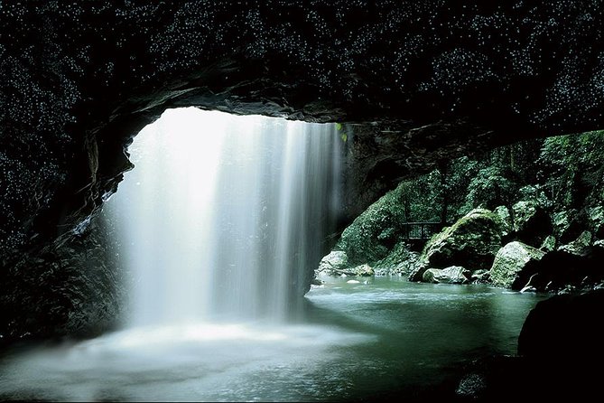 Natural Bridge Glow Worm Night Tour from Gold Coast - Price and what you actually get for $60.97