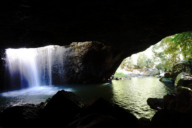 Natural Bridge Glow Worm Night Tour from Gold Coast - Wildlife in the dark: owls, bats, and tree frogs