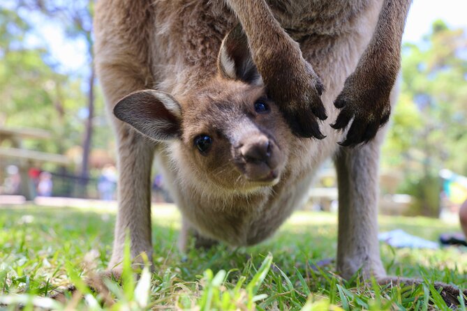 Nature and Wildlife: Australia in One Day - Private Tour - Price and what you actually get for $487.73