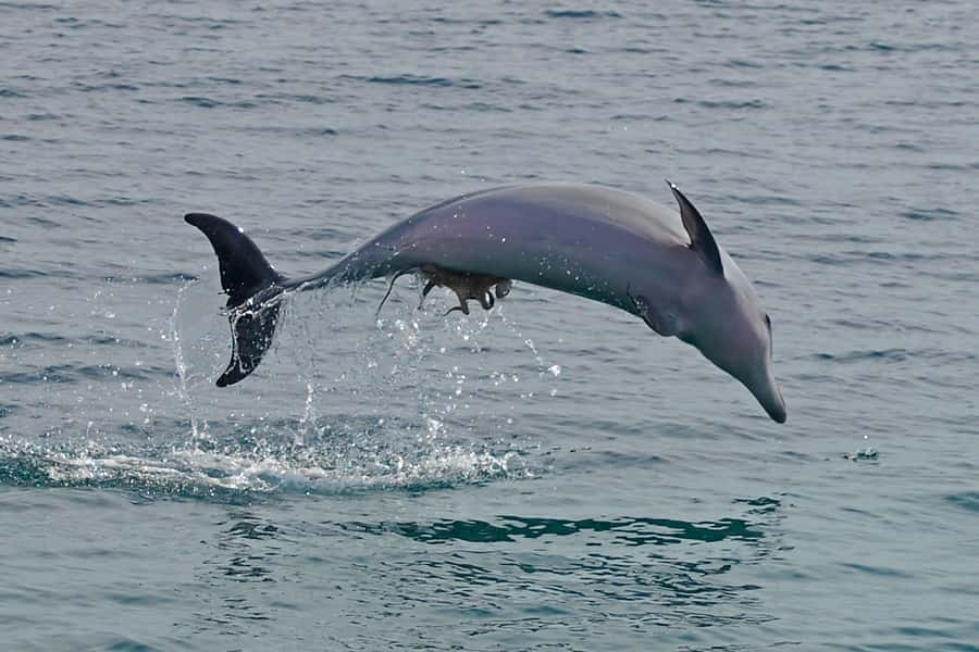 Nelson Bay: Dolphin Watch Cruise and Sail - Key Things to Know Before You Go