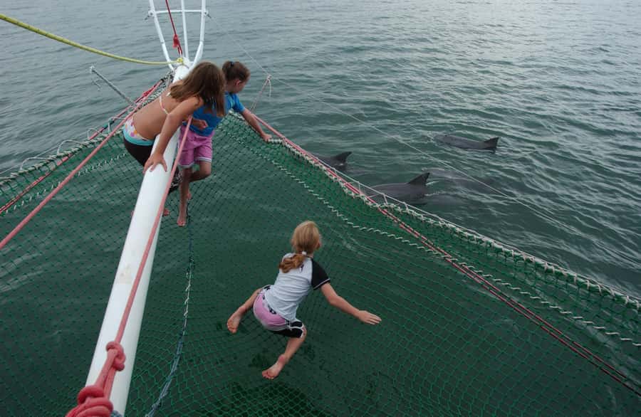 Nelson Bay: Dolphin Watch Cruise and Sail - Port Stephens Dolphin Watching from a Sail Catamaran
