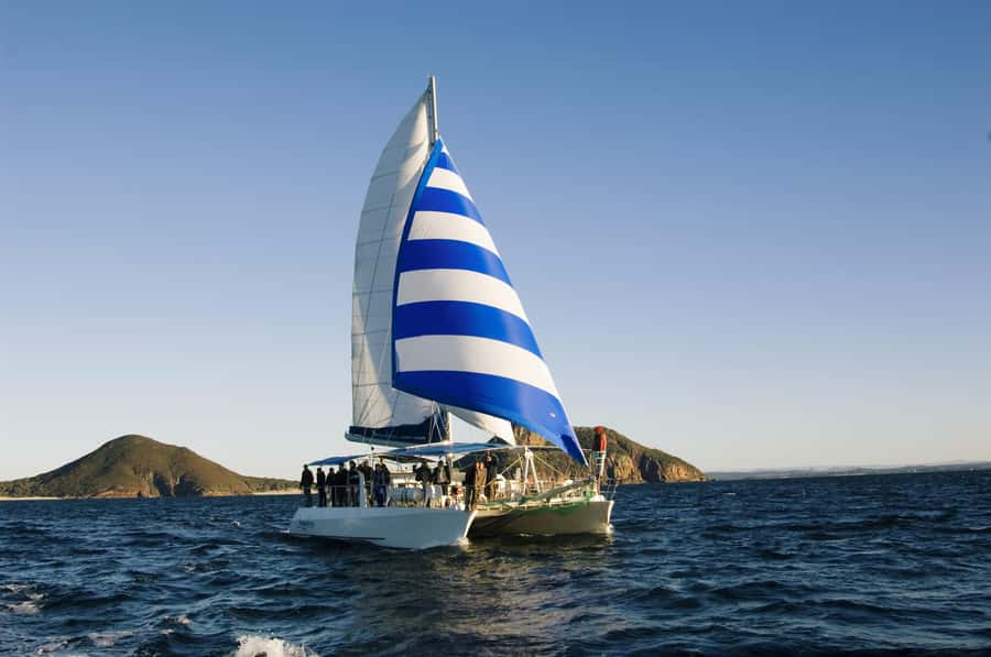 Nelson Bay: Dolphin Watch Cruise and Sail - Bow-Net vs Boom-Net: The Real Difference in How Close You Get