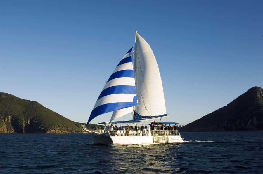 Nelson Bay: Dolphin Watch Cruise and Sail - Why the Dolphin Guarantee Actually Changes Your Risk