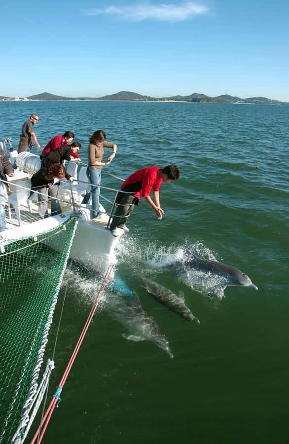 Nelson Bay: Dolphin Watch Cruise and Sail - What You’ll See During the 90 Minutes at Sea