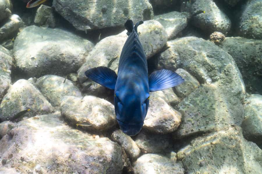 Nelson Bay: Marine Discovery Cruise with Snorkeling - Marine life you can realistically look for (without overpromising)