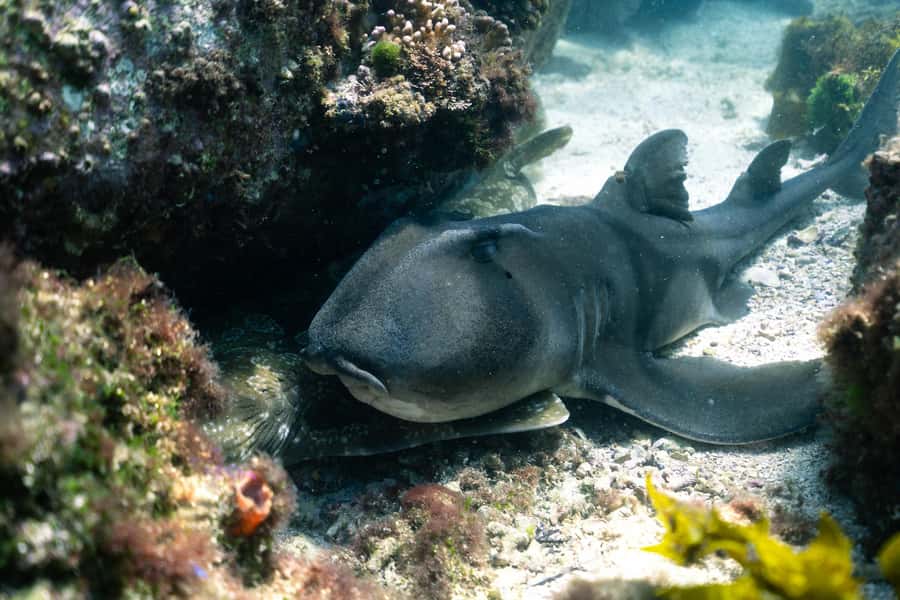 Nelson Bay: Marine Discovery Cruise with Snorkeling - Food, drinks, and what to bring so you’re not scrambling