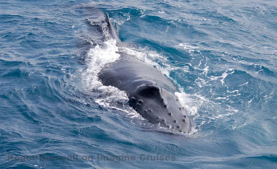 Nelson Bay: Whale and Dolphin Watching Catamaran Cruise - Entering Nelson Bay Whale Country From d’Albora Marina
