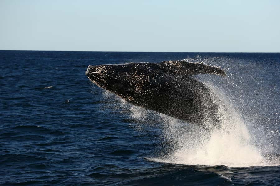 Nelson Bay: Whale and Dolphin Watching Catamaran Cruise - Covered Decks and a Smooth Ride: Why the Boat Design Helps