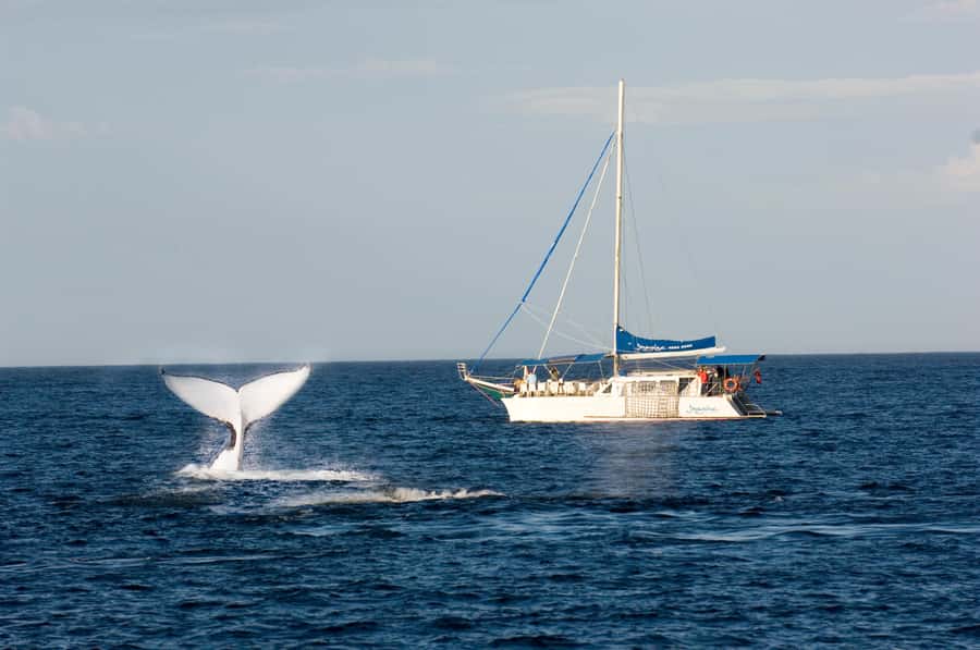 Nelson Bay: Whale and Dolphin Watching Catamaran Cruise - What Whale Watching Looks Like When the Moment Hits
