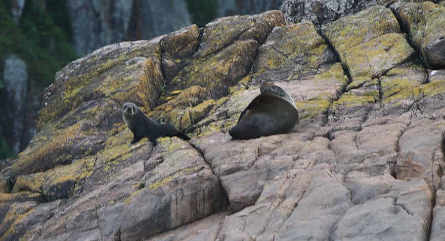 Nelson Bay: Whale and Dolphin Watching Catamaran Cruise - Dolphins, Seals, and Sea Birds: The Wildlife Bonus You Can’t Schedule