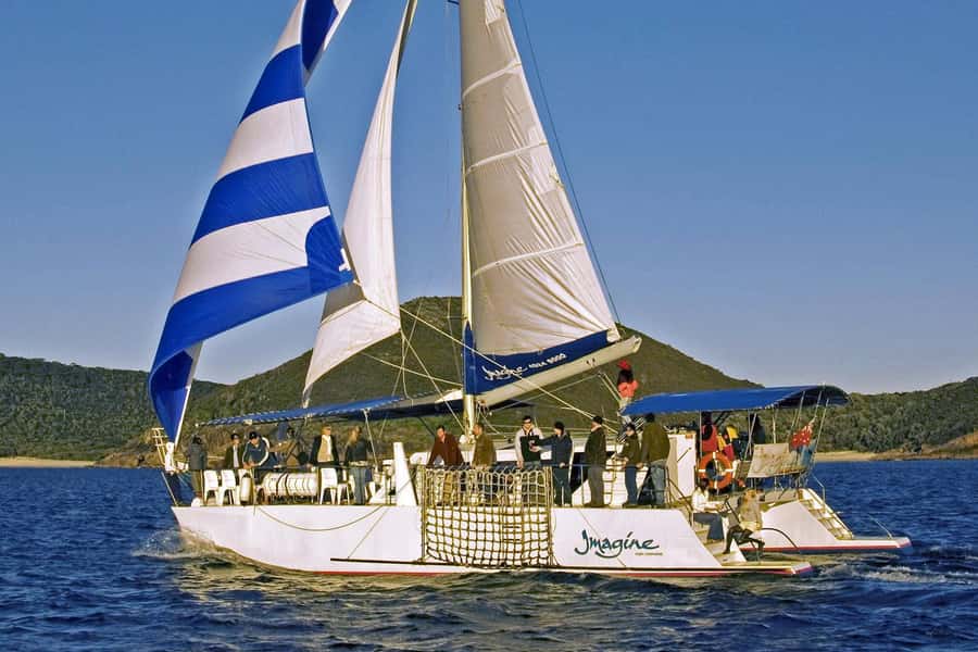 Nelson Bay: Whale and Dolphin Watching Catamaran Cruise - The Crew’s Commentary: More Than Facts, More Sense