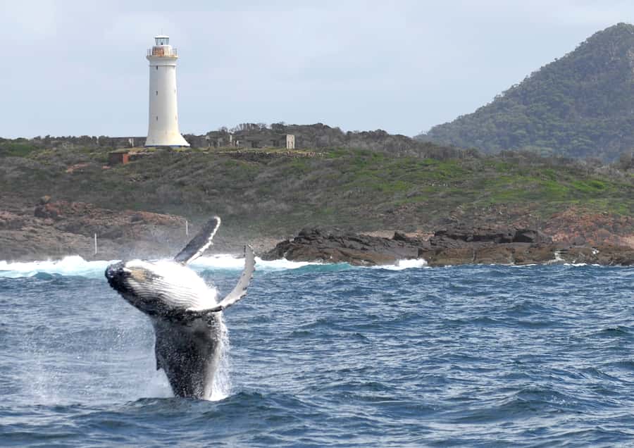 Nelson Bay: Whale and Dolphin Watching Catamaran Cruise - Tea, Coffee, and a Licensed Bar: Simple Refreshment Choices