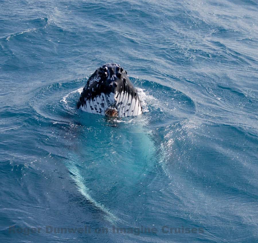 Nelson Bay: Whale and Dolphin Watching Catamaran Cruise - Humpback Whale Migration Timing: Your Best Odds June to October