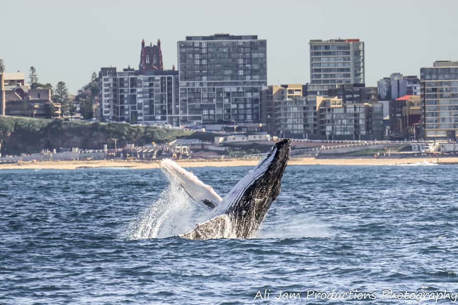 Newcastle: Humpback Whale Watching Cruise and Harbor Tour - Newcastle Whale Watching: Why This Cruise Works