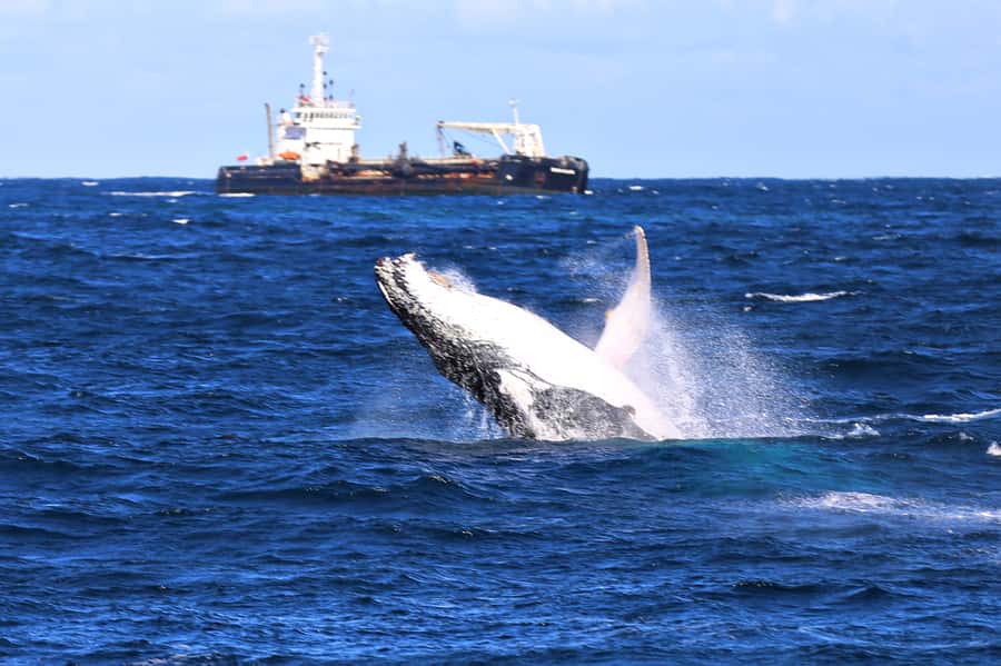 Newcastle: Humpback Whale Watching Cruise and Harbor Tour - Where You’ll Start: Boarding Near Rydges and The Landing