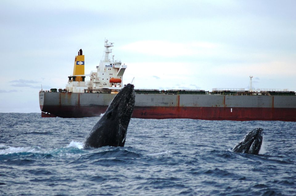 Newcastle: Humpback Whale Watching Cruise and Harbor Tour - Comfort Matters: Indoor vs Outdoor Viewing on a 16m Catamaran