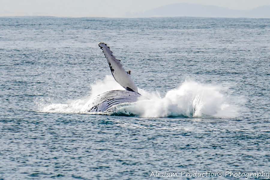Newcastle: Humpback Whale Watching Cruise and Harbor Tour - The Whale Education: Commentary and Fact Sheets That Actually Help