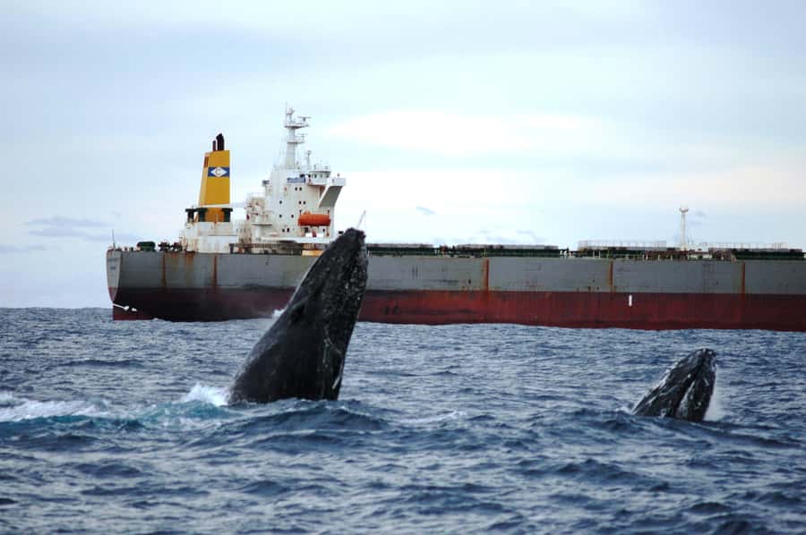 Newcastle: Humpback Whale Watching Cruise and Harbor Tour - Price and Value: What $60 Really Buys You