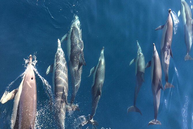 Newcastle: Port Stephens day tour - Dolphins, hike & swim! - Little Beach Reserve: Swimming-Friendly Break With Real Facilities