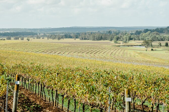 Newcastle: Private Hunter Valley Wine Tour - Stop 5: Hunter Wine Lab with artisan chocolates for a hands-on flavor lesson