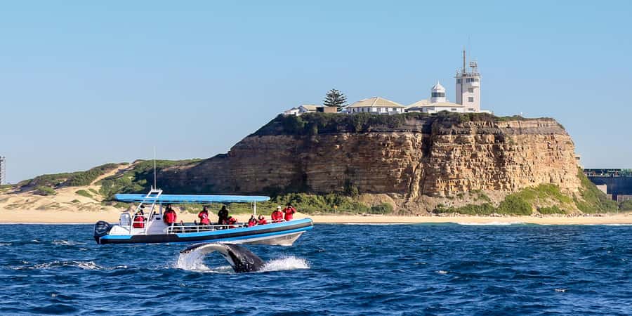 Newcastle: Small Group Humpback Whale Encounter Tour - Key things I’d watch for on this Newcastle whale tour