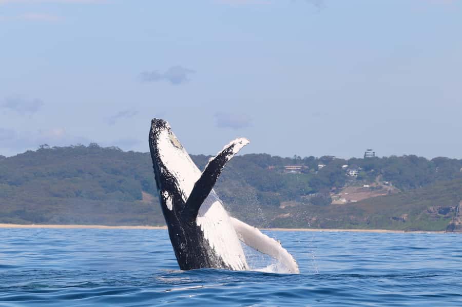 Newcastle: Small Group Humpback Whale Encounter Tour - First Steps at Honeysuckle Foreshore in Newcastle