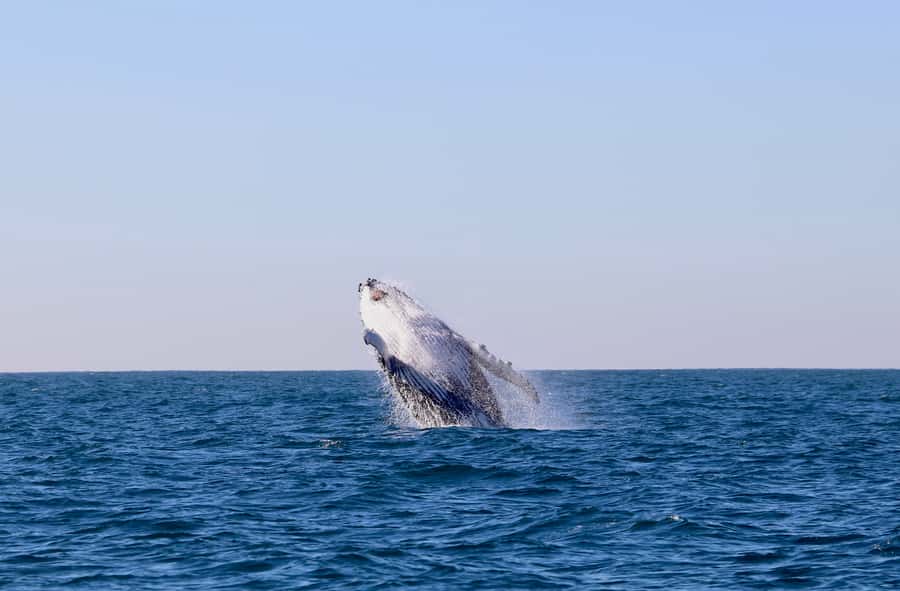 Newcastle: Small Group Humpback Whale Encounter Tour - How the Guide Turns a Trip Into a Real Whale Hunt