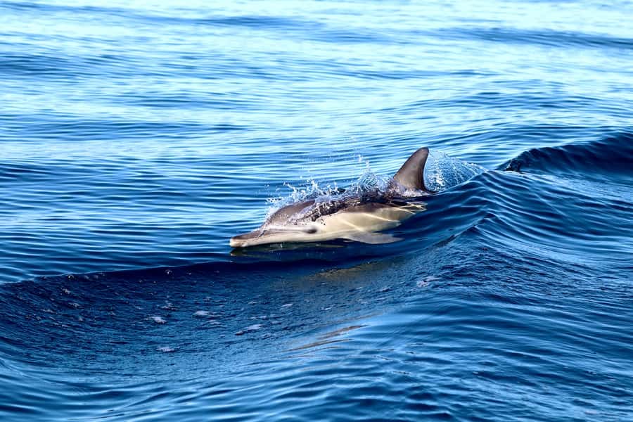 Newcastle: Small Group Humpback Whale Encounter Tour - The Best Gear: What to Wear and What to Bring
