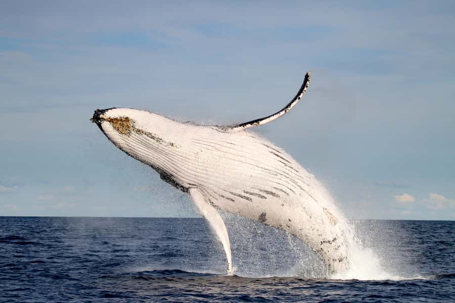 Newcastle: Small Group Humpback Whale Encounter Tour - Wildlife Beyond Humpbacks: Dolphins, Seals, and the Bonus Moments