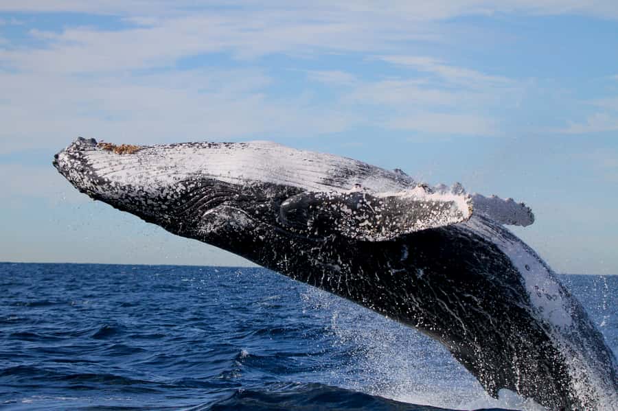 Newcastle: Small Group Humpback Whale Encounter Tour - Weather, Swells, and the Whale-Watching Reality Check