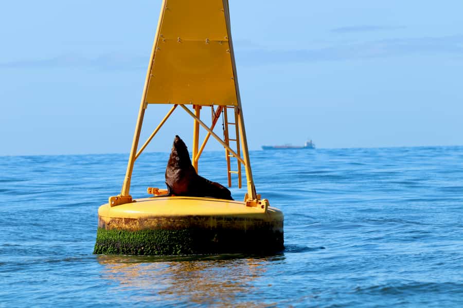 Newcastle: Small Group Humpback Whale Encounter Tour - A Small Boat That Helps You See More (Not Just Hear About It)