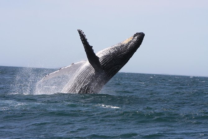 Newcastle Whale Watching Cruise - Key highlights I’d focus on before you book