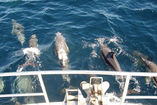 Newcastle Whale Watching Cruise - Who you might see (and how the cruise actually increases your odds)